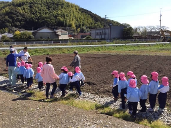 アグリンク食育活動 ジャガイモを畑に植える