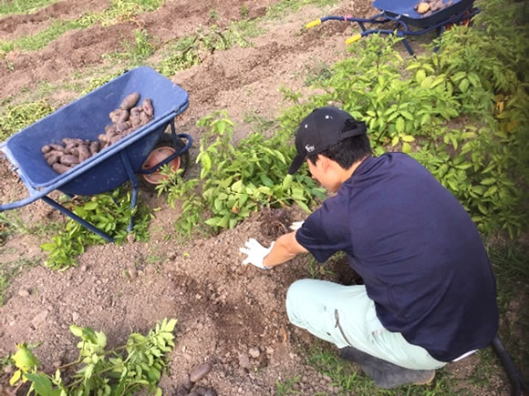 アグリンク食育活動 ジャガイモの収穫