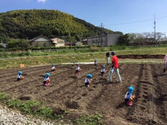 アグリンク食育活動 大根の種まき