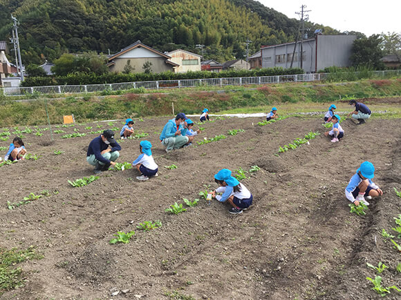 アグリンク食育活動 大根の間引き